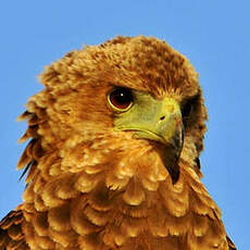 Bateleur des savanes