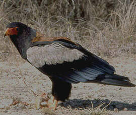 Bateleur des savanes