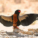 Bateleur des savanes