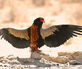 Bateleur des savanes