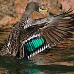 Canard à bec jaune