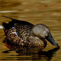 Canard de Smith