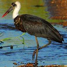 Cigogne épiscopale