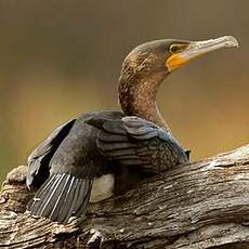 Cormoran à poitrine blanche