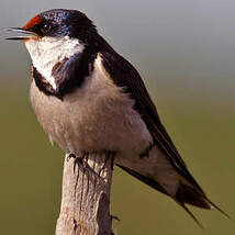 Hirondelle à gorge blanche