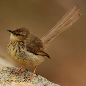 Prinia du Drakensberg