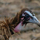 Vautour charognard