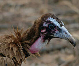 Vautour charognard