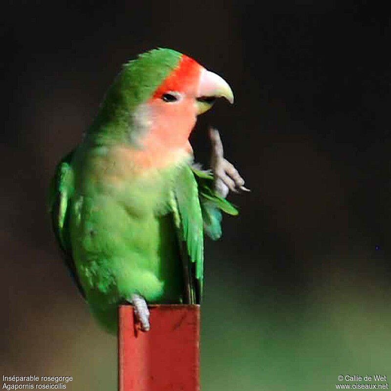 Rosy-faced Lovebirdadult