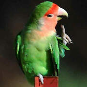 Rosy-faced Lovebird