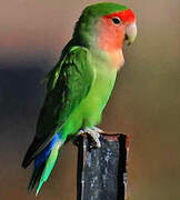 Rosy-faced Lovebird