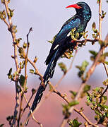 Green Wood Hoopoe