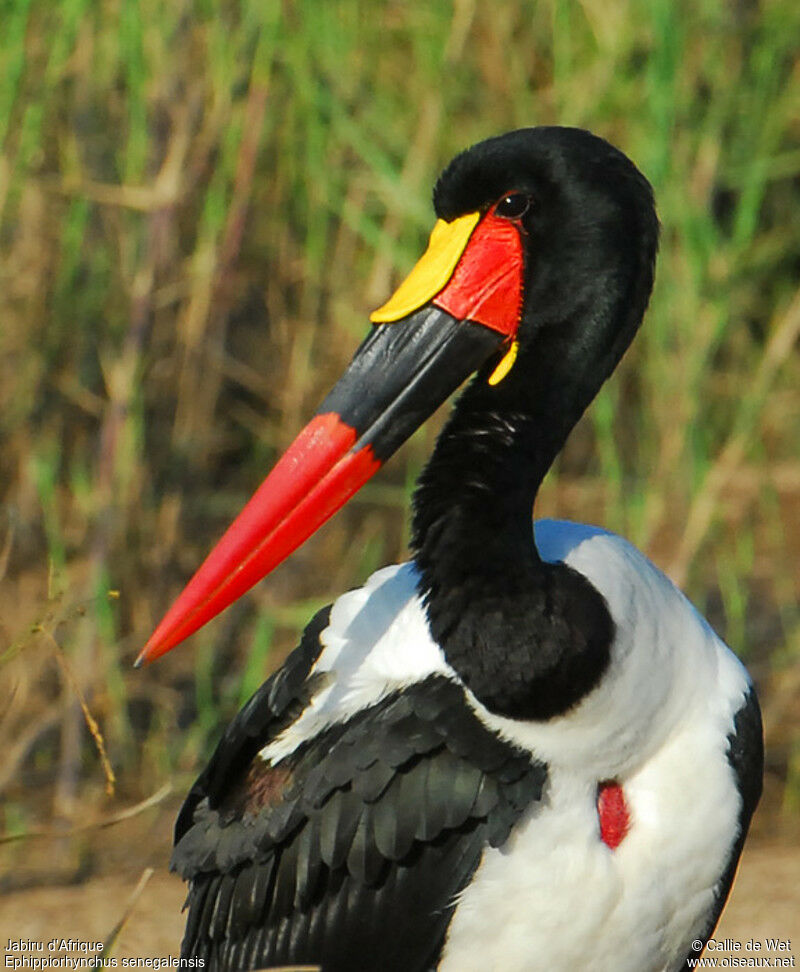 Jabiru d'Afrique mâle