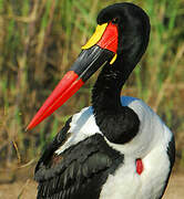 Saddle-billed Stork