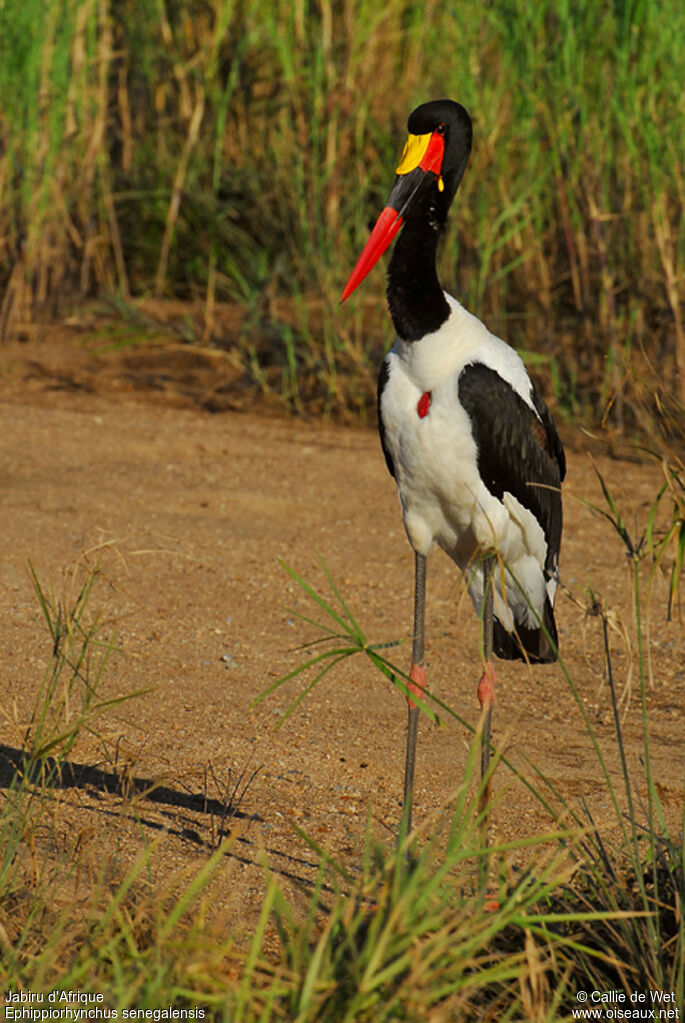 Jabiru d'Afrique mâle