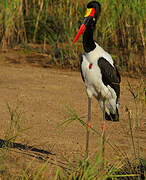 Saddle-billed Stork