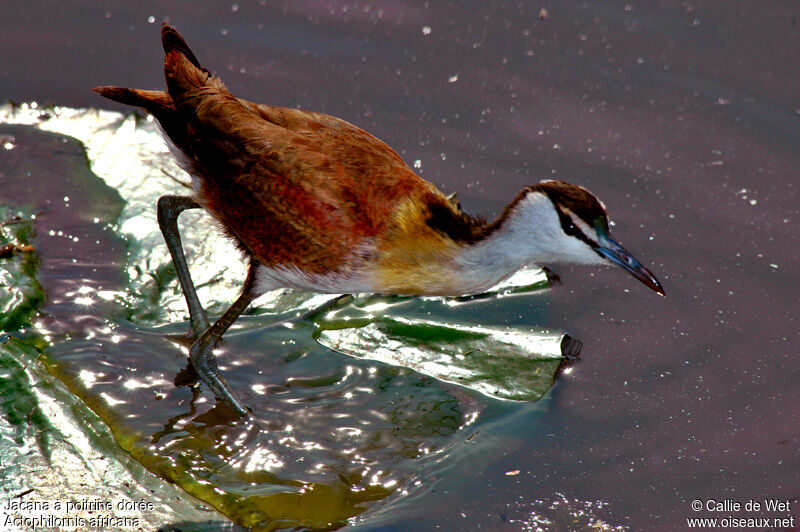 African Jacanajuvenile