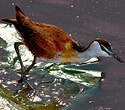 Jacana à poitrine dorée