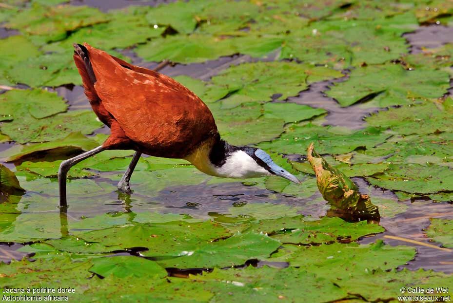 Jacana à poitrine doréeadulte