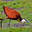 Jacana à poitrine dorée