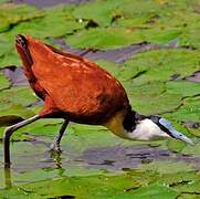 African Jacana