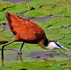 Jacana à poitrine dorée