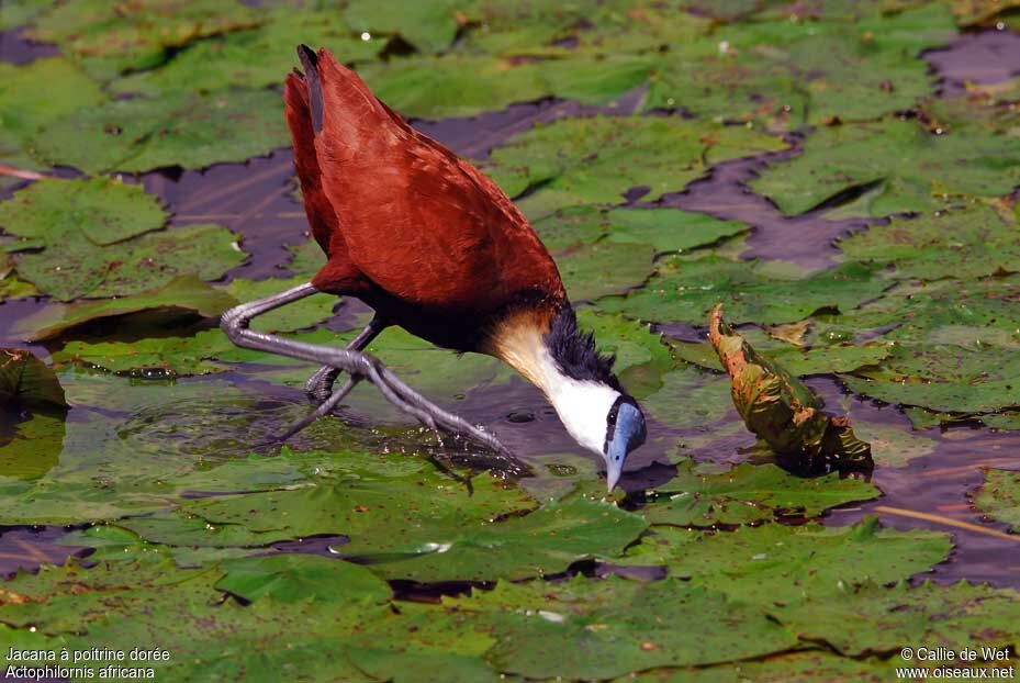 Jacana à poitrine doréeadulte