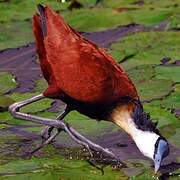 Jacana à poitrine dorée