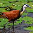 Jacana à poitrine dorée