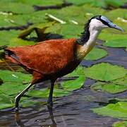 African Jacana