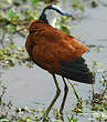 Jacana à poitrine dorée