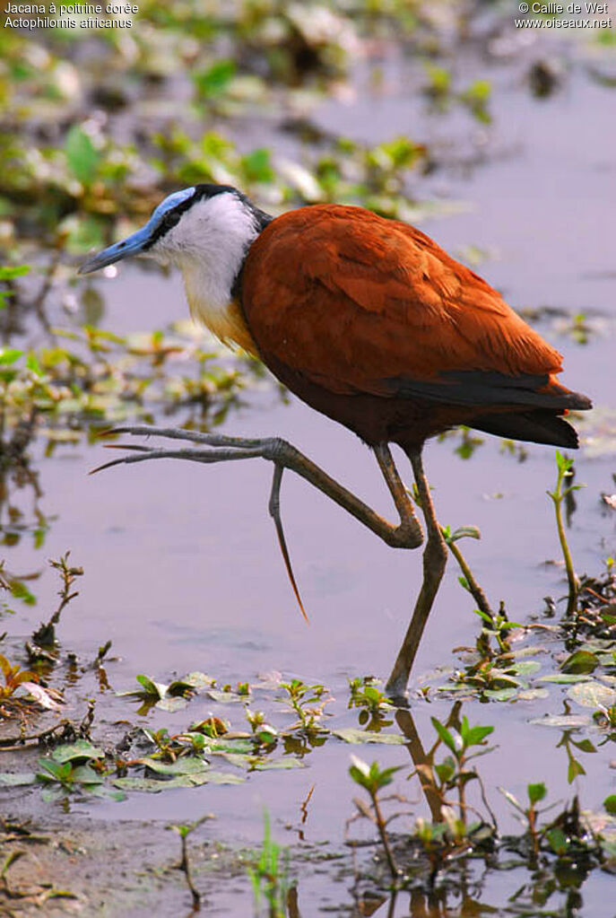 Jacana à poitrine doréeadulte