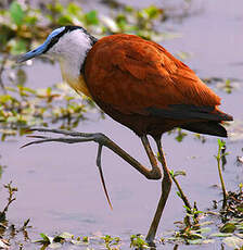 Jacana à poitrine dorée