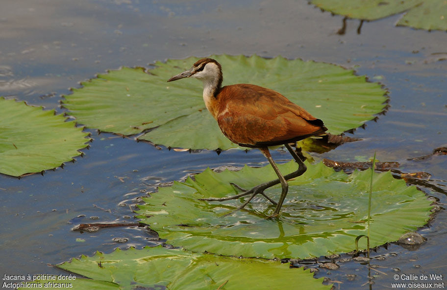 Jacana à poitrine doréejuvénile