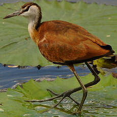 Jacana à poitrine dorée