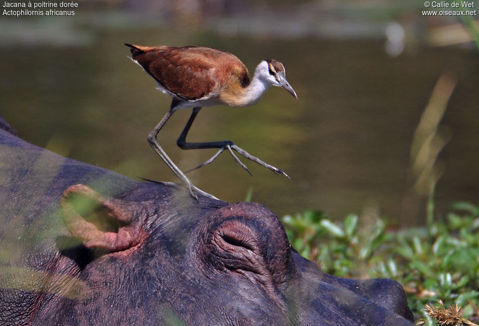 Jacana à poitrine doréejuvénile