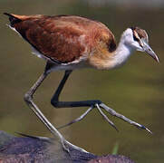 Jacana à poitrine dorée