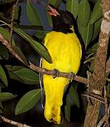 Black-headed Oriole