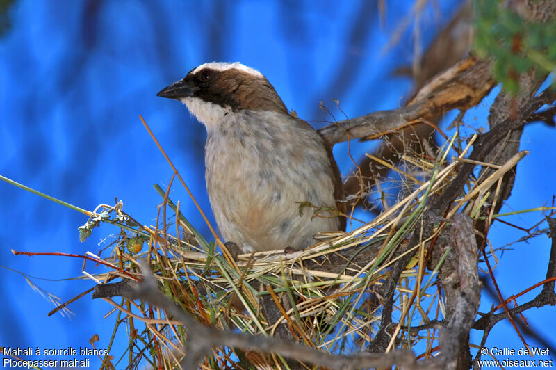 White-browed Sparrow-Weaver