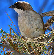 White-browed Sparrow-Weaver