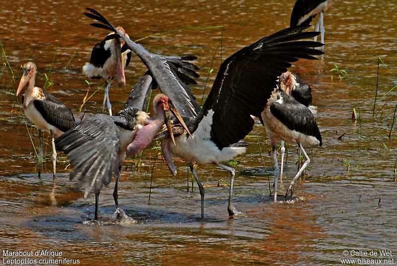 Marabou Stork