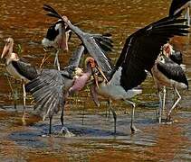 Marabou Stork