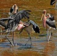 Marabou Stork