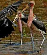 Marabou Stork