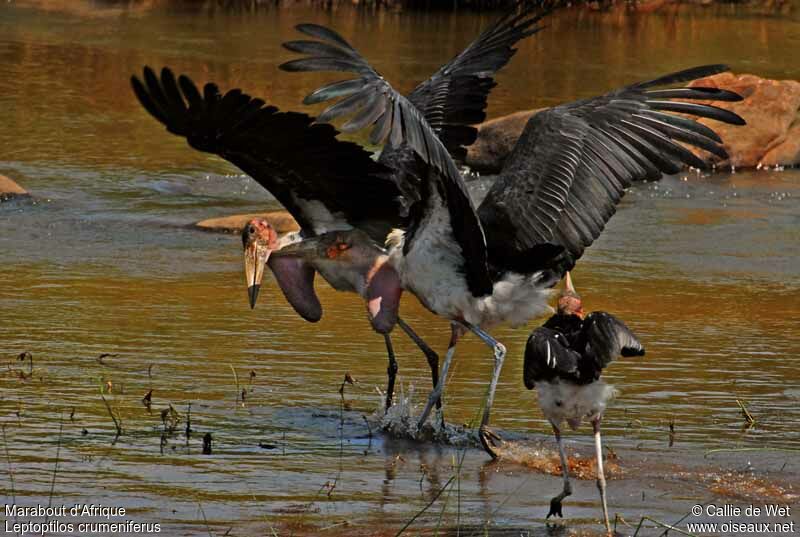 Marabou Stork