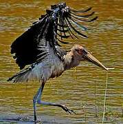 Marabou Stork