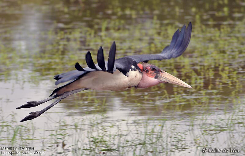 Marabou Storkadult