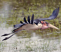 Marabou Stork