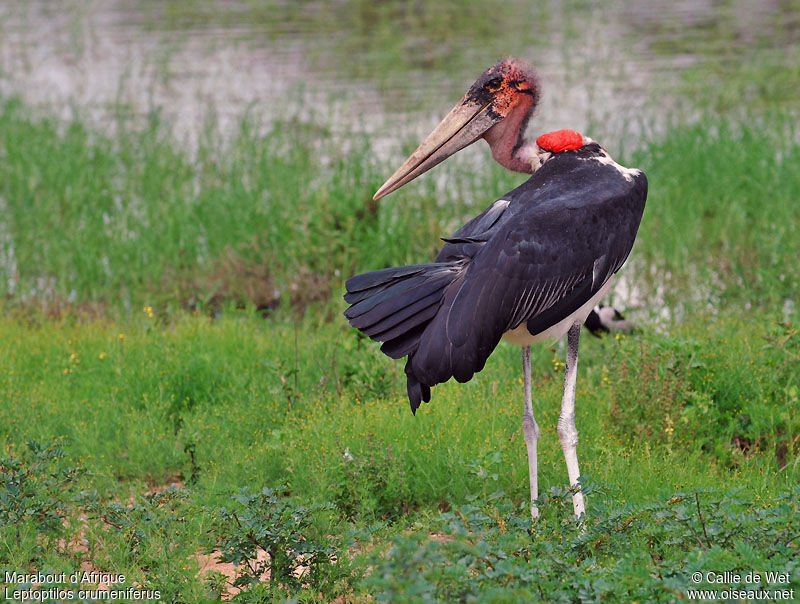 Marabout d'Afriquejuvénile