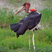 Marabou Stork